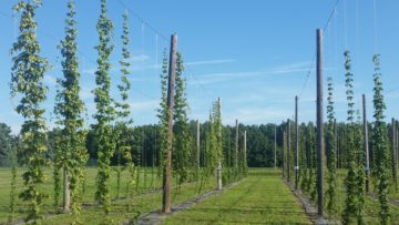 Hops growing at Ag Incubator Foundation.