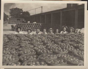 1938 Tomato Queen contestants pose with bushels of tomato at Heinz loading dock. (Photo from Jim & Joan Gordon Collection)