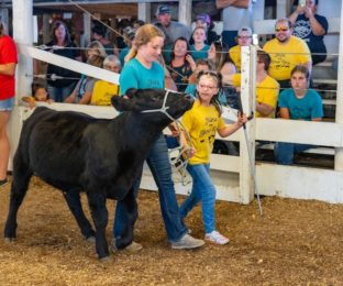 Calf held by teenage girls and young girl in livstock show arena