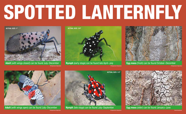stages of spotted lanternfly