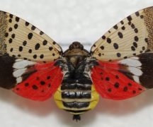 Moth with wings that are spotted on top and red on bottom