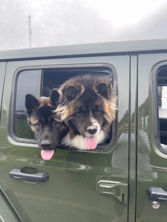 two Akita dogs stick heads out of backseat windows in green car.