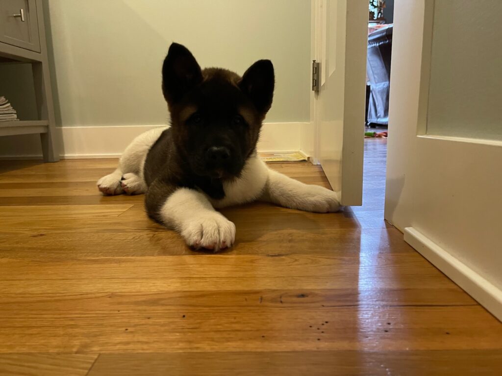 A black and white Akita puppy sprawls on a wooden floor.