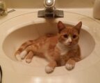orange and white kitten lays in sink surrounded by hair tools