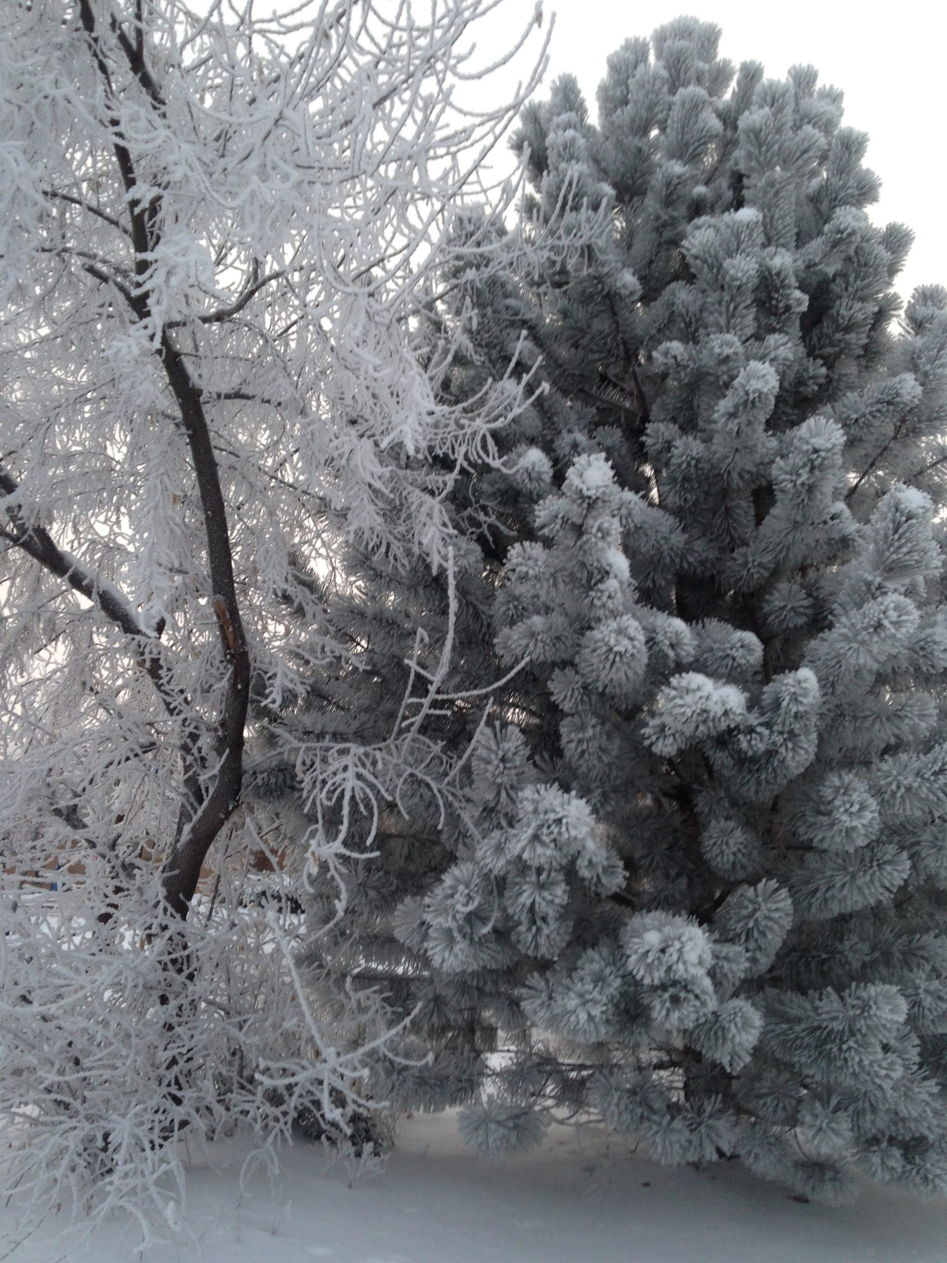 Ice Trees Cold Winter Scaled 
