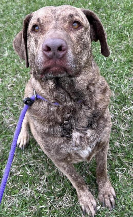 Wilbur among the dogs waiting for new homes at the Wood County Dog ...