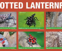 stages of spotted lanternfly