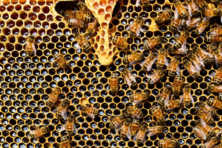 honeycomb in beehive with workers, drones and queen