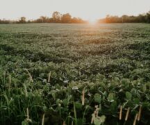 green soybean field with sun rising on the horizon