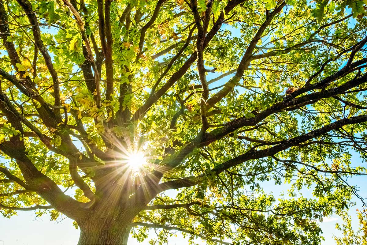 BG urban forester begins accepting additional applications for Canopy ...