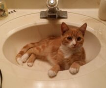 orange and white kitten lays in sink surrounded by hair tools