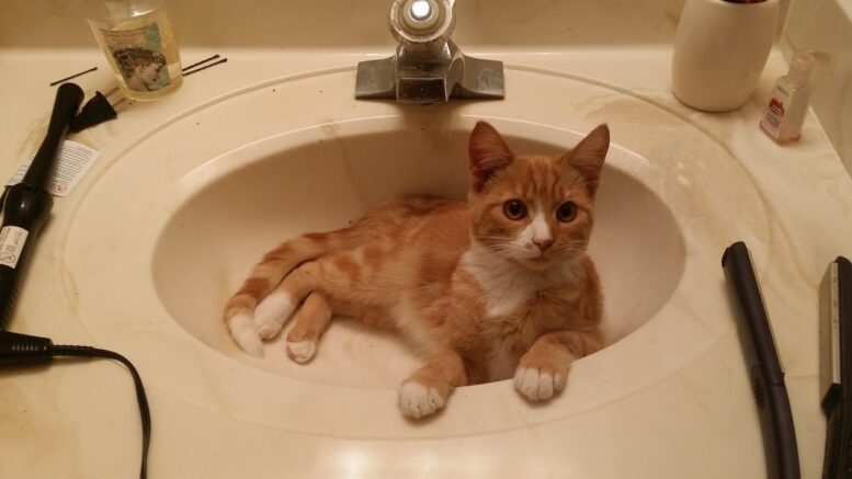 orange and white kitten lays in sink surrounded by hair tools