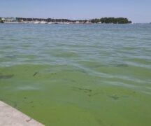 A harmful algal bloom in Lake Erie, from 2015