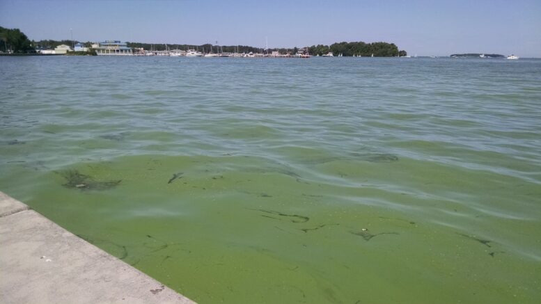 A harmful algal bloom in Lake Erie, from 2015